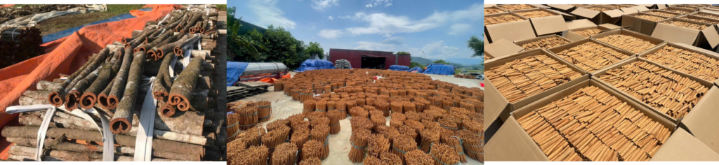 Global Cinnamon Market & Export Opportunity | Vietnam Cassia Export