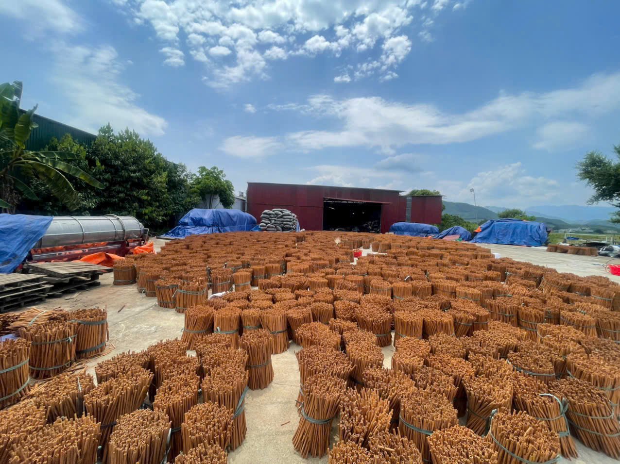 Saigon cinnamon air drying at processing yard, ready for bulk export