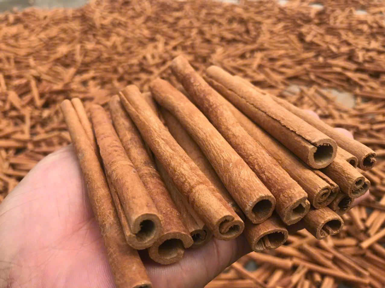 High-quality Vietnamese Cassia Cinnamon sticks and split quills for international export.