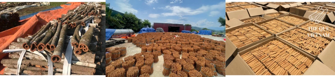 bulk Saigon cinnamon sourcing