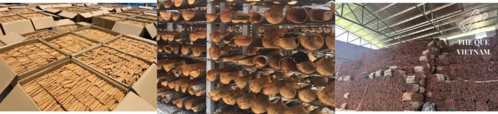 Cinnamon cassia Vietnam