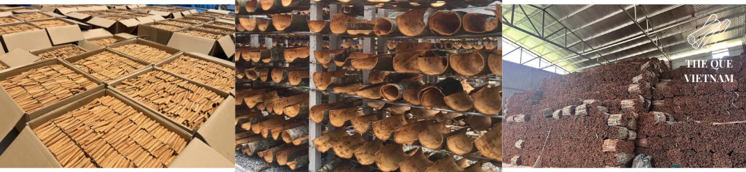 Cinnamon cassia Vietnam