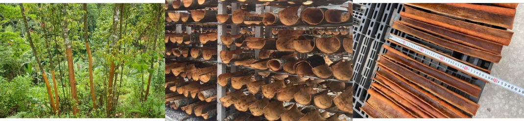 bulk cassia cinnamon from Vietnam