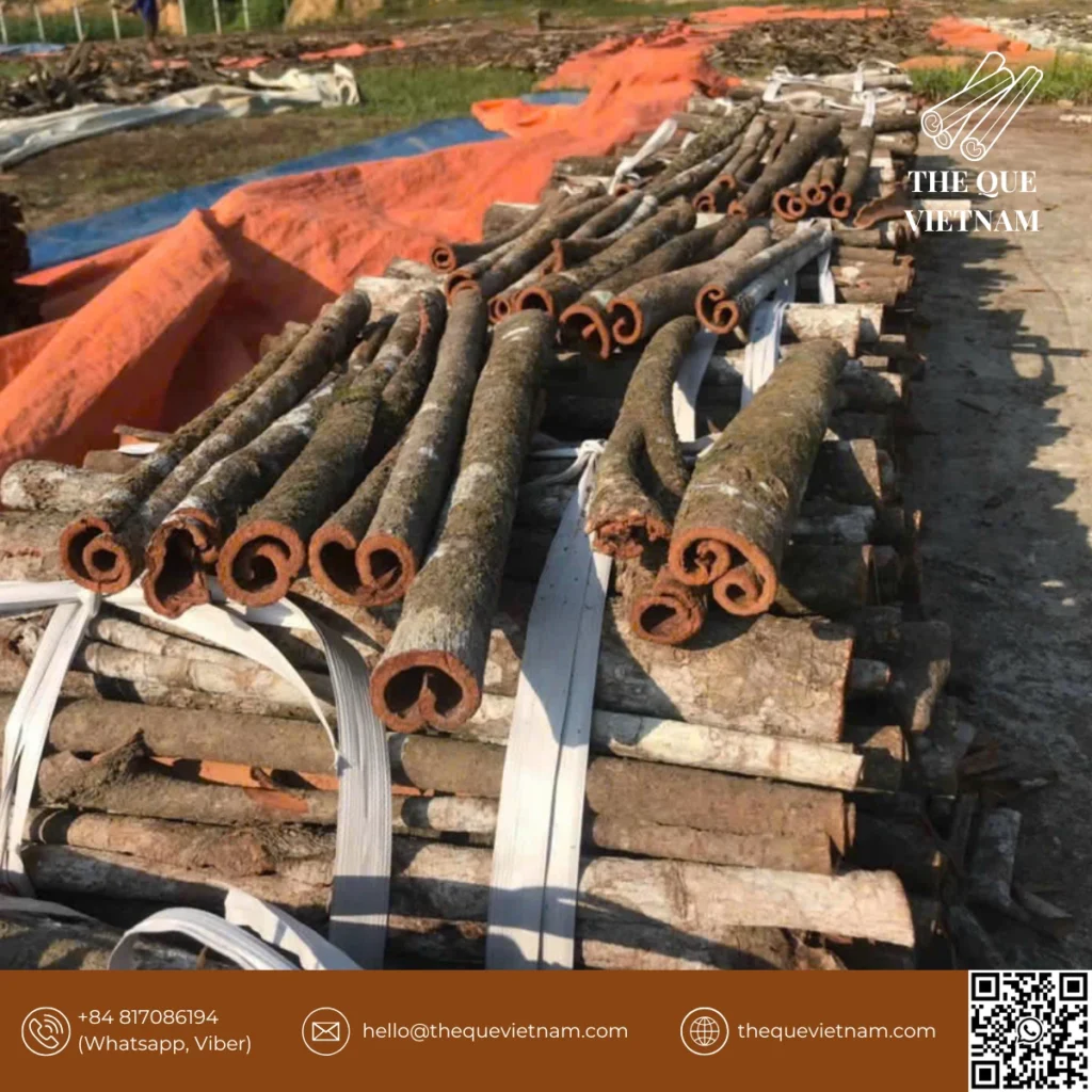 cinnamon traceability Vietnam