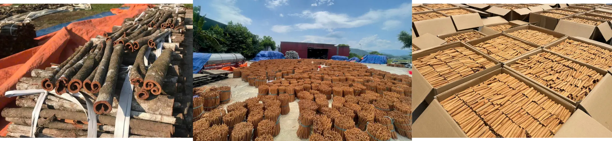 Saigon cinnamon exporter Vietnam